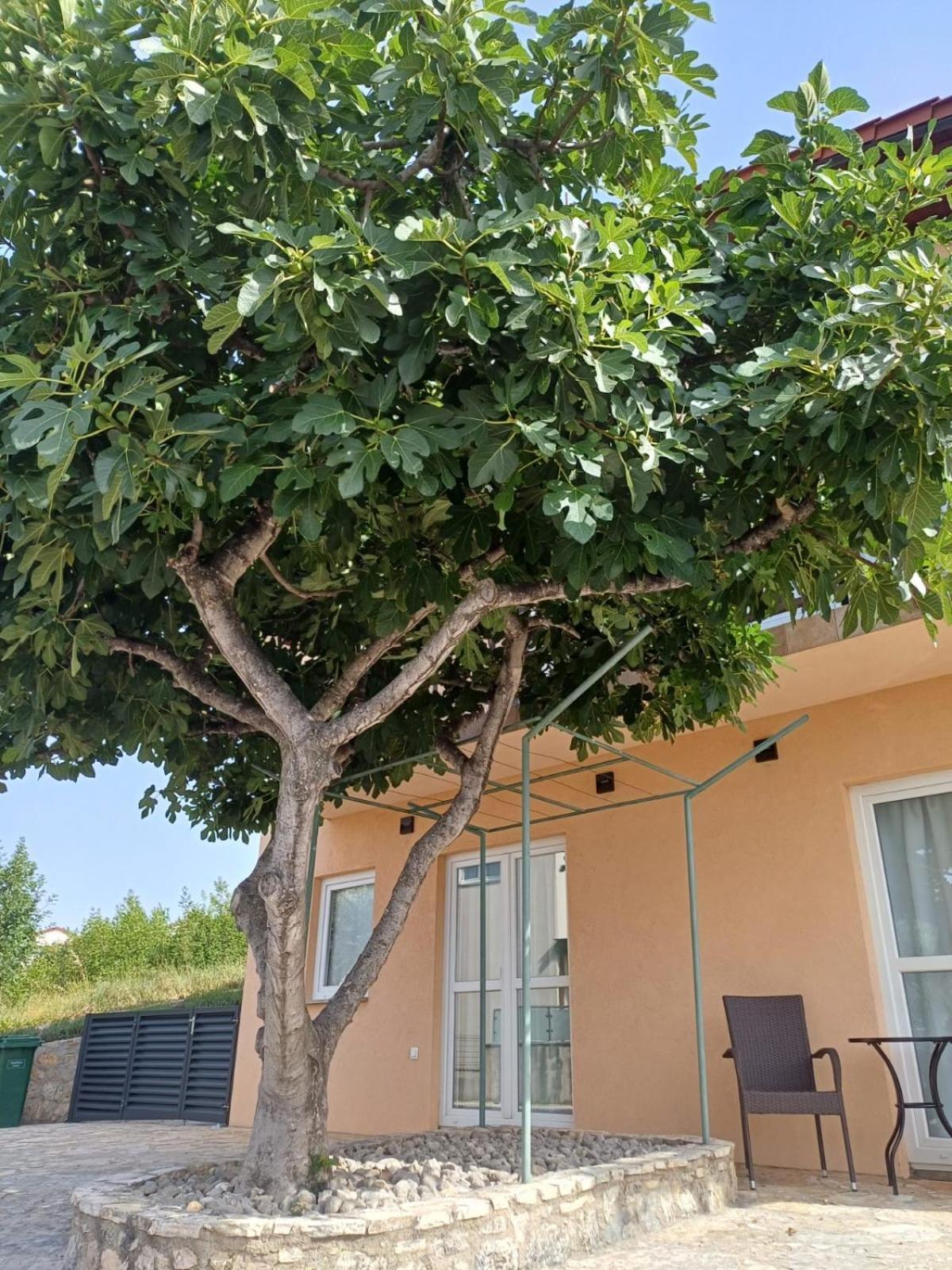 Apartamento Ambiente Jasenice  Exterior foto